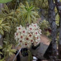 <i>Hoya ovalifolia</i>  Wight & Arn.